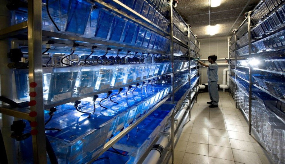 Sperm quality assessment